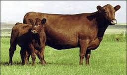 beef-cow-calf