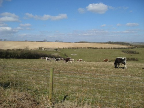 english-longhorn-cattle