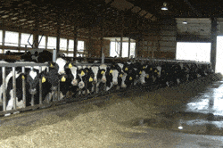 31 Days of Tips and Tricks–Day 26: Cattle Screen Inputs Continued