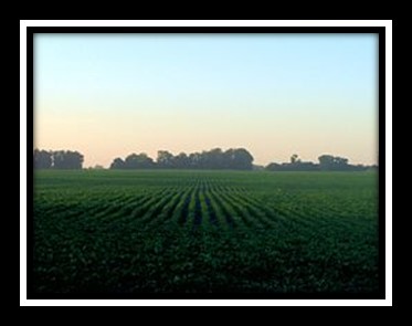 Soybean fields in Argentina