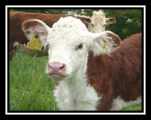 New Release AMTS.Cattle™.Pro v 3.5.05