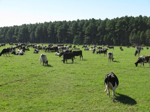 cow-grazing