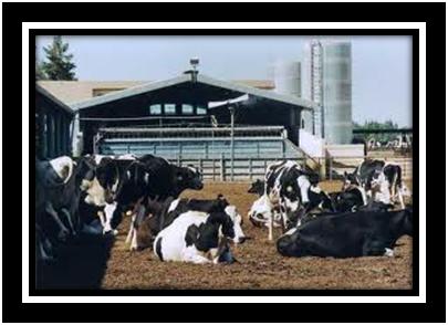 California Animal Nutrition Conference Fresno, CA – May 15 – 16, 2013