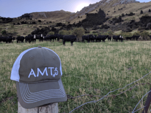 AMTS hat sunrise with beef cows