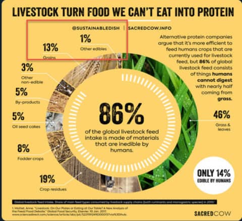 Cattle Upcycle Waste Food into Quality Protein - AMTS, LLC