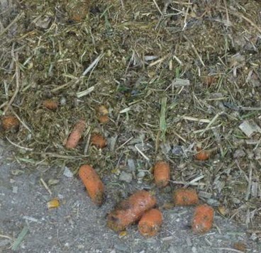carrots incorporated into ration for dairy cows in Colorado dairy