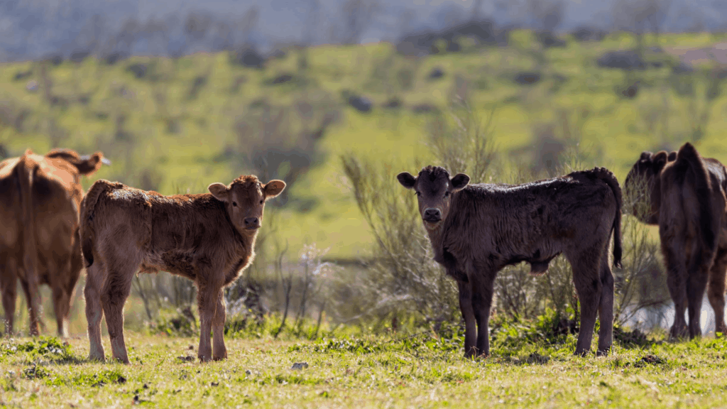 beef calves on pasture