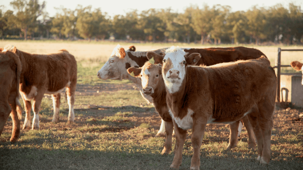 beef cattle on feedlot