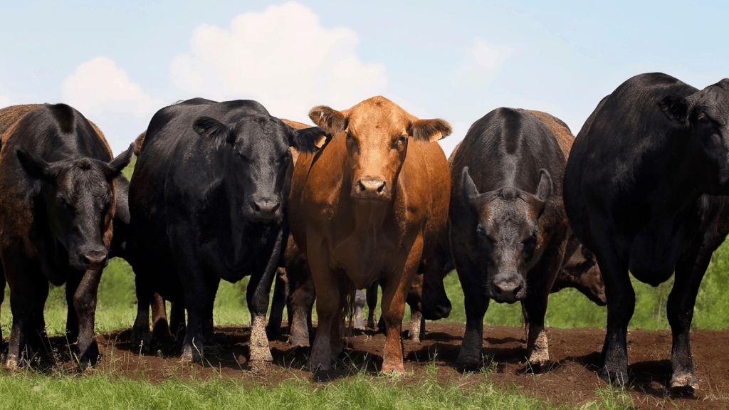 group of beef cows on pasture