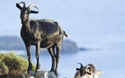The Goat Nutritionist 2020 Part 2