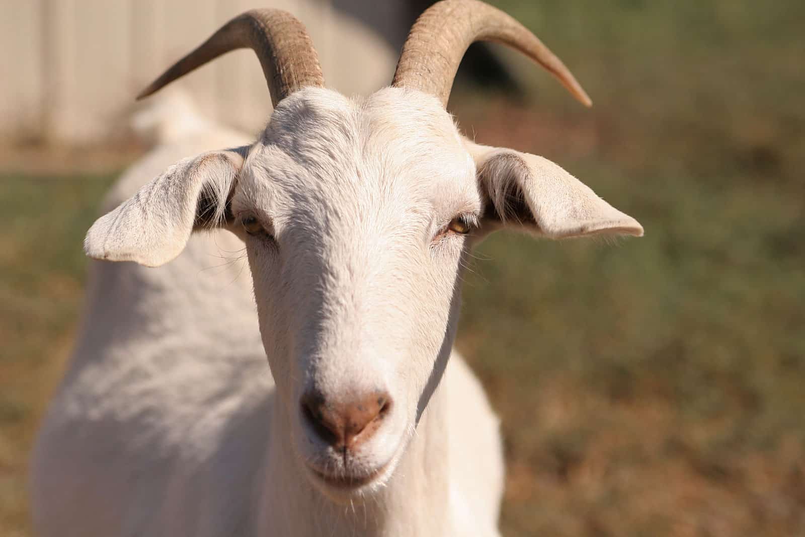 AMTS Announces Opportunity to Trial Small Ruminants