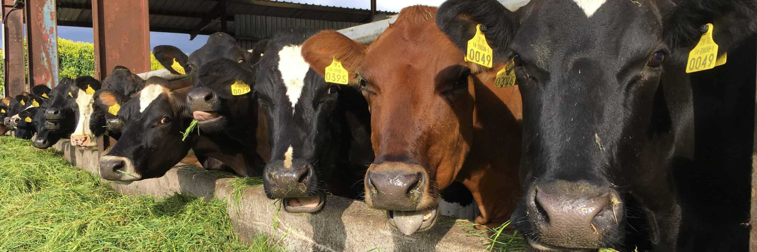 cropped cows at bunk